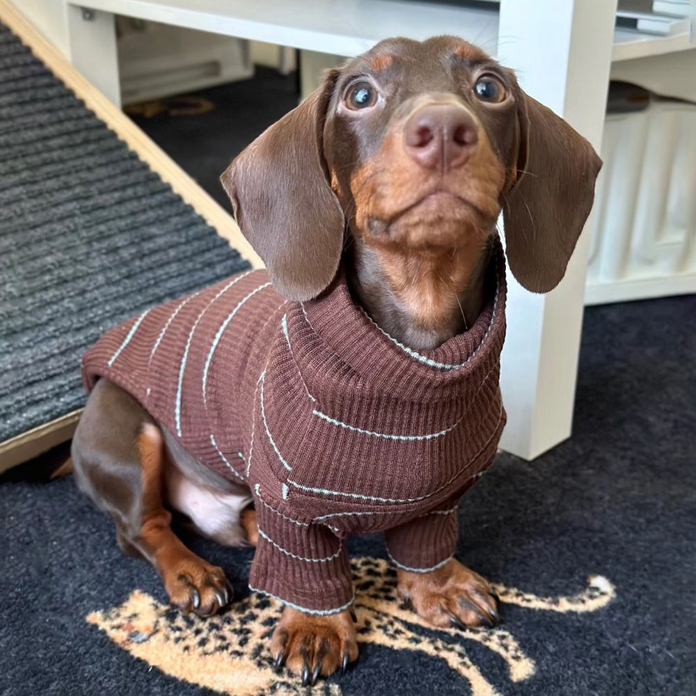 Pull en maille pour teckel et petit chien — Élégance & confort pour l’hiver