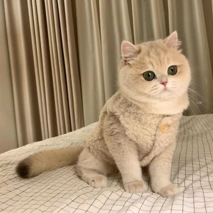 Gilet chaud en laine pour chats
