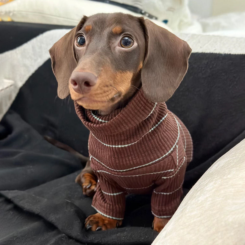 Pull en maille pour teckel et petit chien — Élégance & confort pour l’hiver