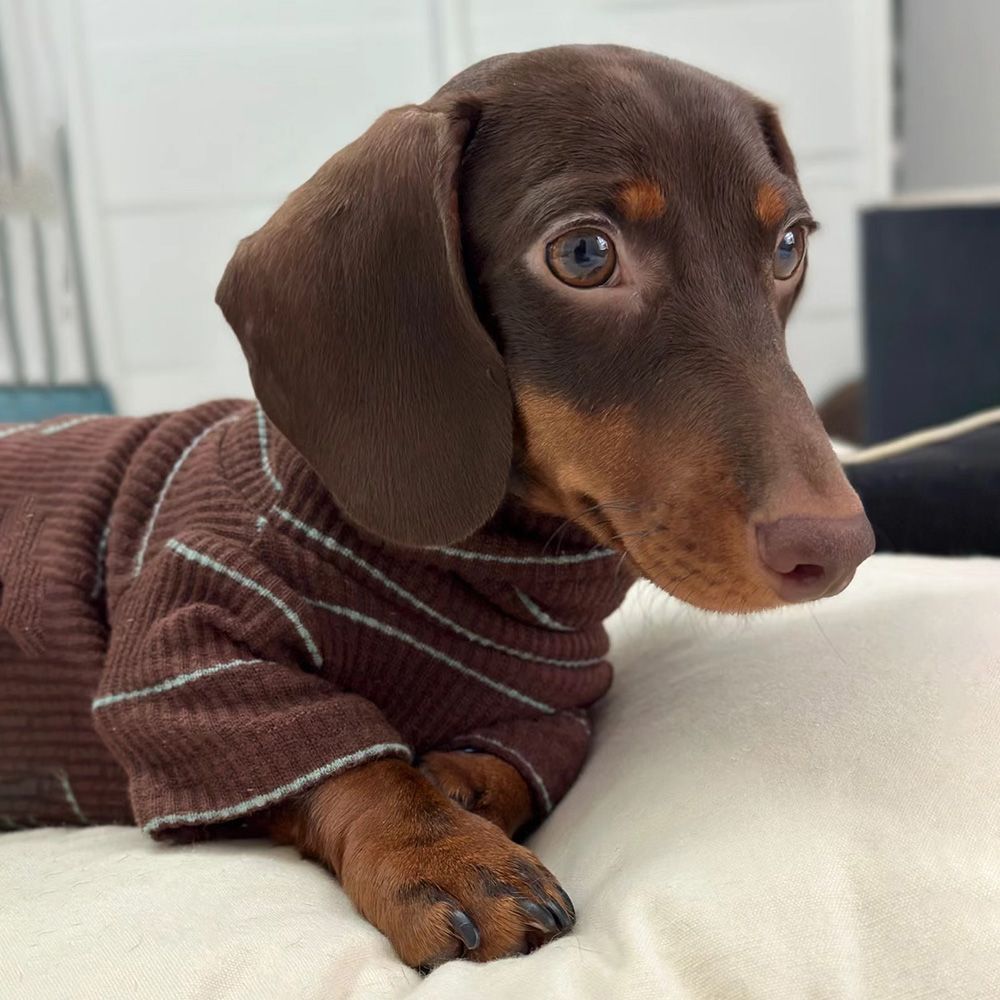 Pull en maille pour teckel et petit chien — Élégance & confort pour l’hiver